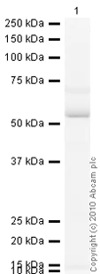 Western blot - Anti-ATPB antibody [4.3E8.D10] - Mitochondrial Marker (AB5432)