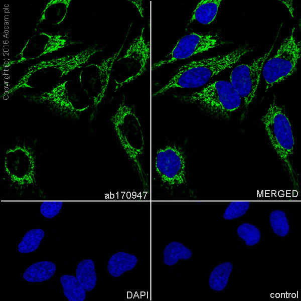Immunocytochemistry/ Immunofluorescence - Anti-ATPB antibody [EPR11990] - BSA and Azide free (AB249615)