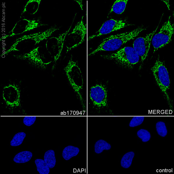 Immunocytochemistry/ Immunofluorescence - Anti-ATPB antibody [EPR11990] - Mitochondrial Marker (AB170947), expandable thumbnail