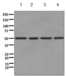 Western blot - Anti-ATPB antibody [EPR11990] - Mitochondrial Marker (AB170947), expandable thumbnail