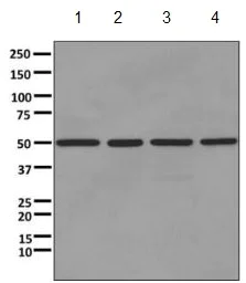 Western blot - Anti-ATPB antibody [EPR11990] - Mitochondrial Marker (AB170947)