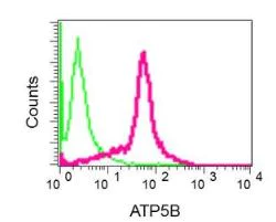 Flow Cytometry (Intracellular) - Anti-ATPB antibody [EPR11991] - BSA and Azide free (AB249616)