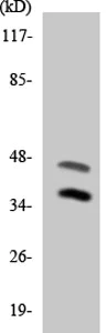 Western blot - Anti-ATPBD3 antibody (AB136083)
