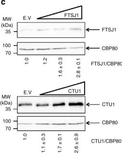 Western blot - Anti-ATPBD3 antibody (AB136083)