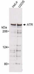 Western blot - Anti-ATR antibody (AB10312), expandable thumbnail