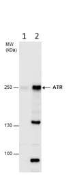 Western blot - Anti-ATR antibody (AB184137)