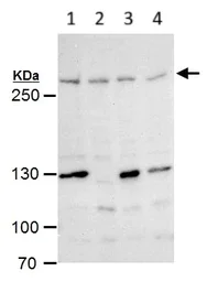 Western blot - Anti-ATR antibody (AB184137)