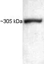 Western blot - Anti-ATR antibody (AB2905)