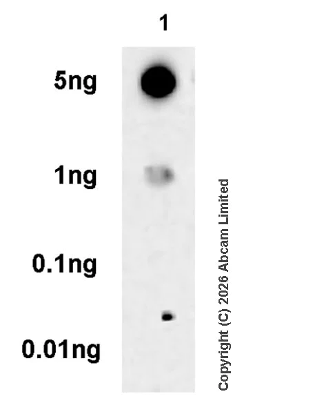 Dot Blot - Anti-ATR antibody [EPR30640-130] (AB325605)