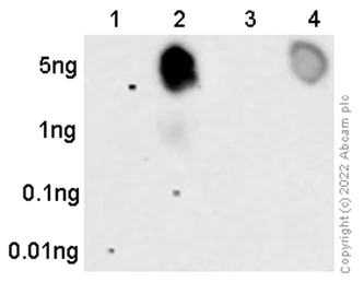Dot Blot - Anti-ATR (phospho S428) antibody [EPR2184] (AB178407)