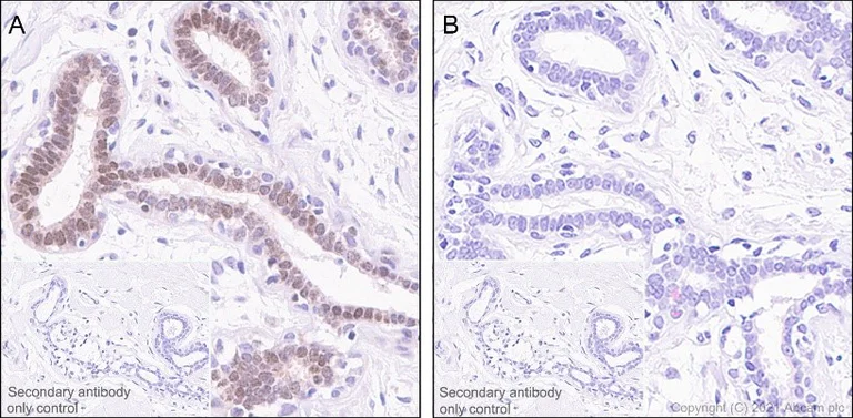 Immunohistochemistry (Formalin/PFA-fixed paraffin-embedded sections) - Anti-ATR (phospho S428) antibody [EPR2184] (AB178407)