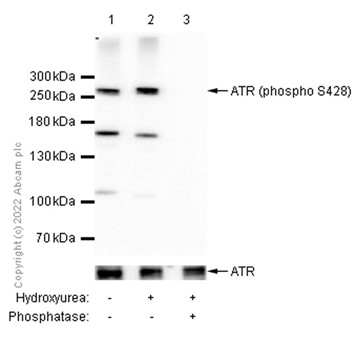 Western blot - Anti-ATR (phospho S428) antibody [EPR2184] (AB178407), expandable thumbnail