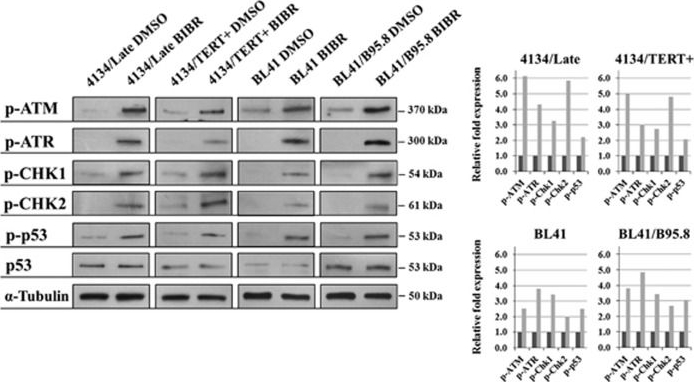 Western blot - Anti-ATR (phospho S428) antibody [EPR2184] (AB178407), expandable thumbnail