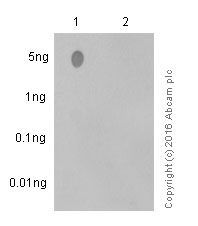 Dot Blot - Anti-ATR (phospho S428) antibody [EPR2184] - BSA and Azide free (AB230831), expandable thumbnail