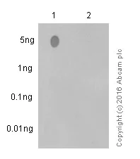 Dot Blot - Anti-ATR (phospho S428) antibody [EPR2184] - BSA and Azide free (AB230831)