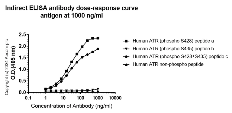 Indirect ELISA - Anti-ATR (phospho S428) antibody [EPR25772-3F09] (AB316925)