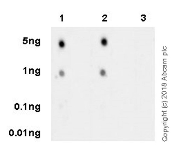 Dot Blot - Anti-ATR (phospho T1989) antibody [EPR21991] (AB223258), expandable thumbnail