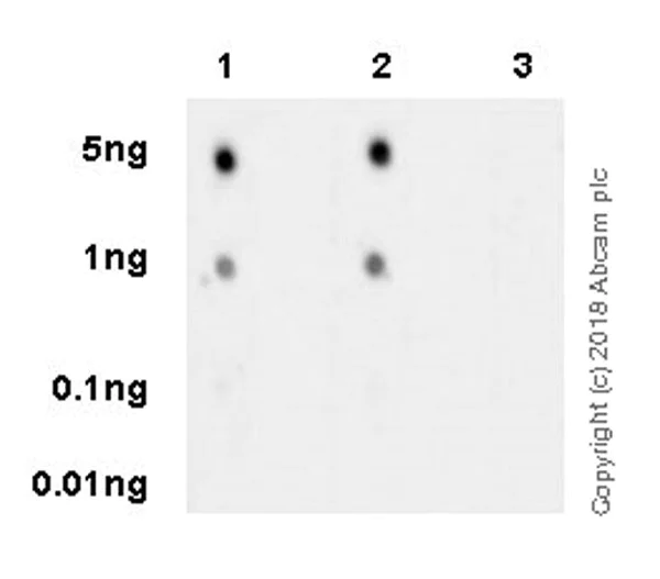 Dot Blot - Anti-ATR (phospho T1989) antibody [EPR21991] - BSA and Azide free (AB237563)