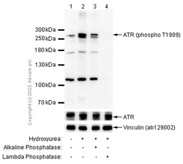 Western blot - Anti-ATR (phospho T1989) antibody [EPR21991] - BSA and Azide free (AB237563)