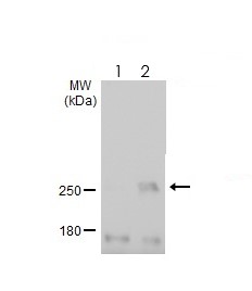 Western blot - Anti-ATR (phospho T1989) antibody [HL132] - BSA and Azide free (AB289363), expandable thumbnail