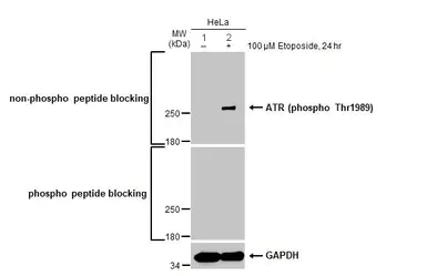Western blot - Anti-ATR (phospho T1989) antibody [HL132] - BSA and Azide free (AB289363)