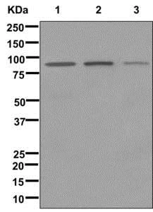Western blot - Anti-ATRIP antibody [EPR8072(2)] - BSA and Azide free (AB249872)
