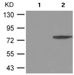 Western blot - Anti-ATRIP (phospho S68) antibody (AB182626)