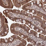 Immunohistochemistry (Formalin/PFA-fixed paraffin-embedded sections) - Anti-ATRNL1 antibody (AB122437)