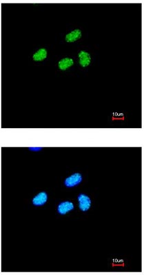 Immunocytochemistry/ Immunofluorescence - Anti-ATRX antibody (ab97508), expandable thumbnail