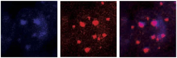 Immunocytochemistry/ Immunofluorescence - Anti-ATRX antibody (AB97508)
