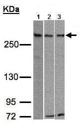 Western blot - Anti-ATRX antibody (AB97508), expandable thumbnail