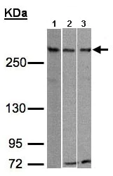 Western blot - Anti-ATRX antibody (AB97508)