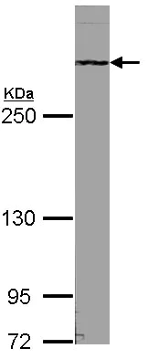Western blot - Anti-ATRX antibody (AB97508)
