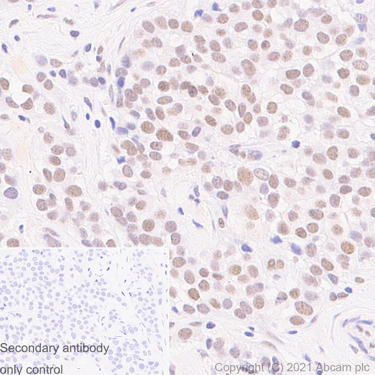 Immunohistochemistry (Formalin/PFA-fixed paraffin-embedded sections) - Anti-ATRX antibody [AMab-6] - BSA and Azide free (AB264544)