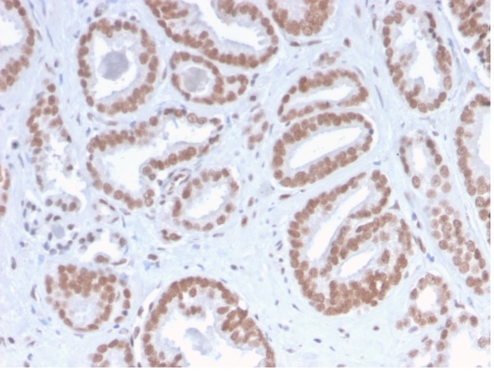 Immunohistochemistry (Formalin/PFA-fixed paraffin-embedded sections) - Anti-ATRX antibody [ATRX/2900R] - BSA and Azide free (AB270303)