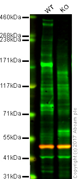 Western blot - Anti-ATRX antibody [CL0537] (AB188027), expandable thumbnail