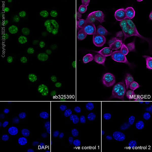 Immunocytochemistry/ Immunofluorescence - Anti-ATRX antibody [EPR29209-280] (AB325390)