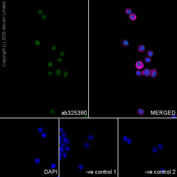 Immunocytochemistry/ Immunofluorescence - Anti-ATRX antibody [EPR29209-280] (AB325390)