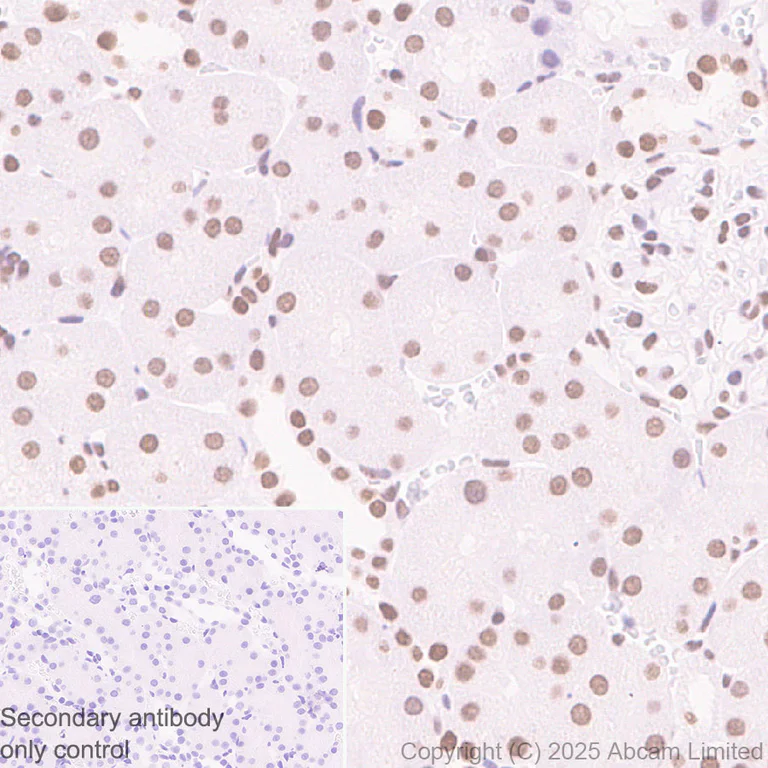 Immunohistochemistry (Formalin/PFA-fixed paraffin-embedded sections) - Anti-ATRX antibody [EPR29209-280] (AB325390)