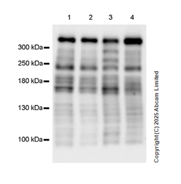 Western blot - Anti-ATRX antibody [EPR29209-280] (AB325390)