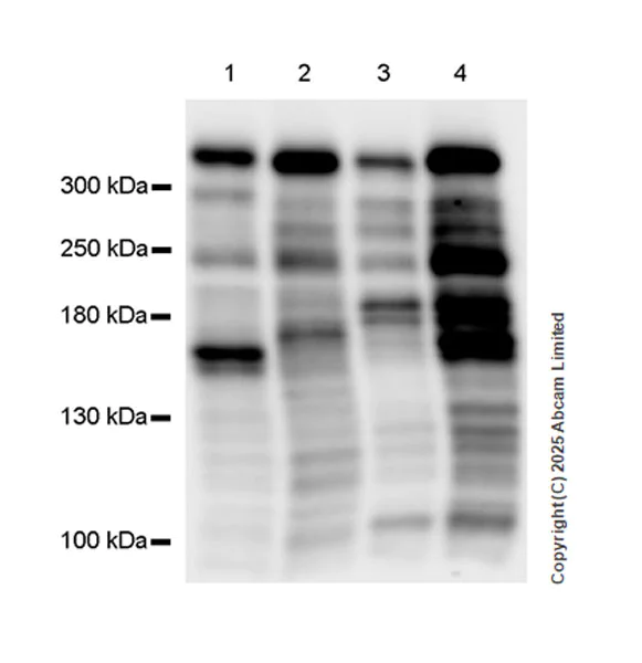 Western blot - Anti-ATRX antibody [EPR29209-280] (AB325390)
