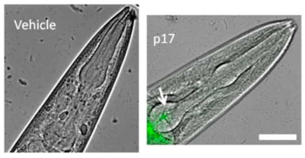 Conjugation - Atto 488 Conjugation Kit (Fast) - Lightning-Link® (AB269896)
