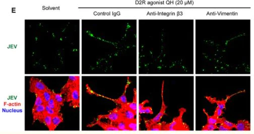 Immunocytochemistry - Atto 488 Conjugation Kit (Fast) - Lightning-Link® (AB269896)