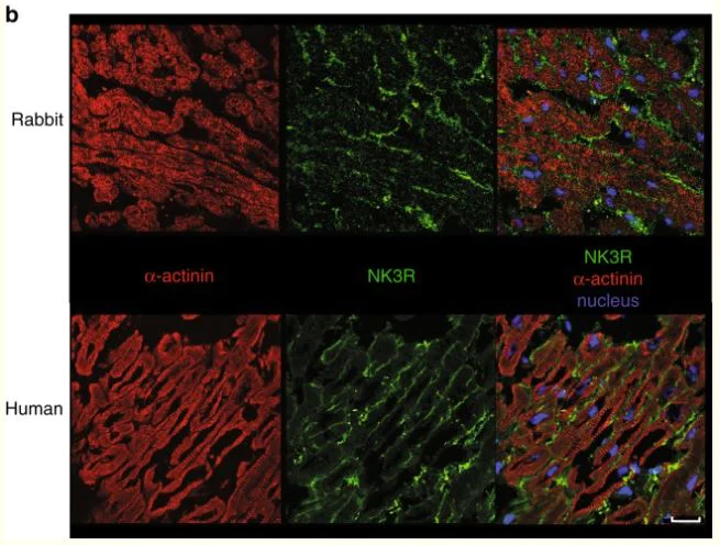 Immunohistochemistry (Frozen sections) - Atto 488 Conjugation Kit (Fast) - Lightning-Link® (AB269896)