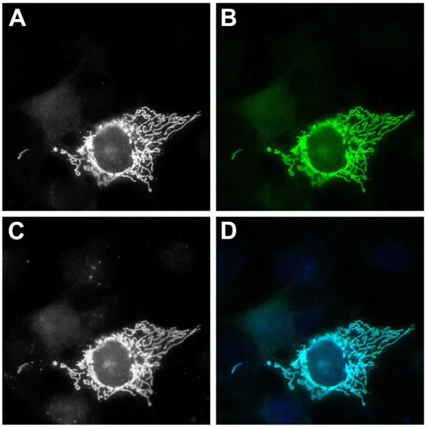 Immunocytochemistry/ Immunofluorescence - ATTO 488 Anti-GFP VHH antibody [1H1 / 1B2] (AB325282)