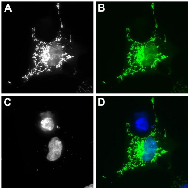 Immunocytochemistry/ Immunofluorescence - ATTO 488 Anti-mNeonGreen VHH antibody [1E2] (AB325305)