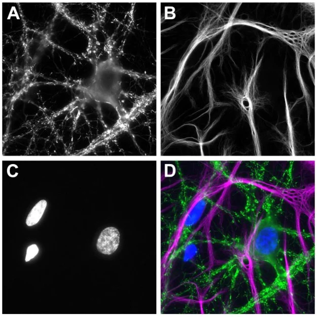 Immunocytochemistry/ Immunofluorescence - ATTO 488 Anti-Syt1 VHH antibody [7D5] (AB325291)