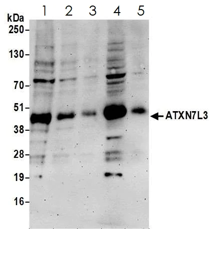 Western blot - Anti-ATXN7L3 antibody (AB99947)