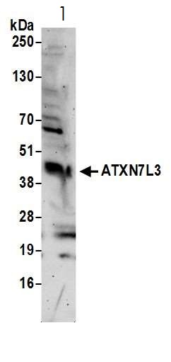 Western blot - Anti-ATXN7L3 antibody (AB99947)