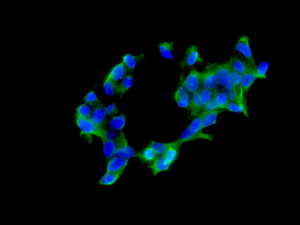 Immunocytochemistry/ Immunofluorescence - Anti-AUH antibody [EPR11086(B)] - BSA and Azide free (AB249324), expandable thumbnail